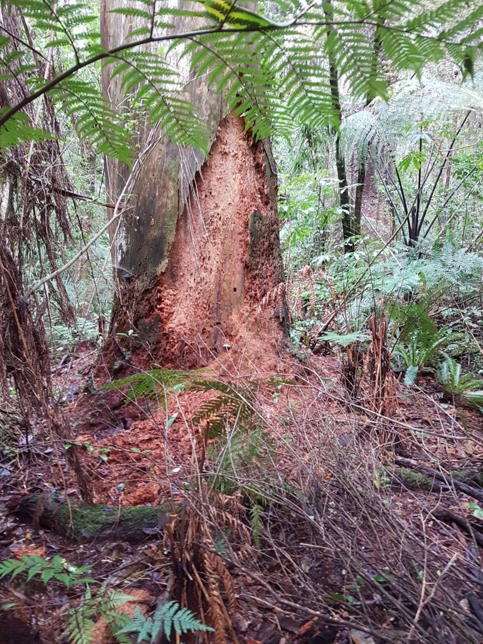 Kauri dieback